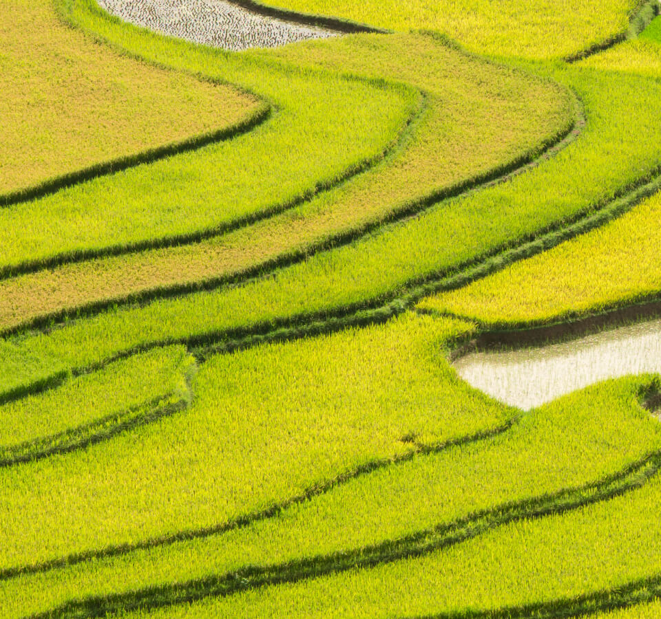 种 植 基 地 种 植 基 地