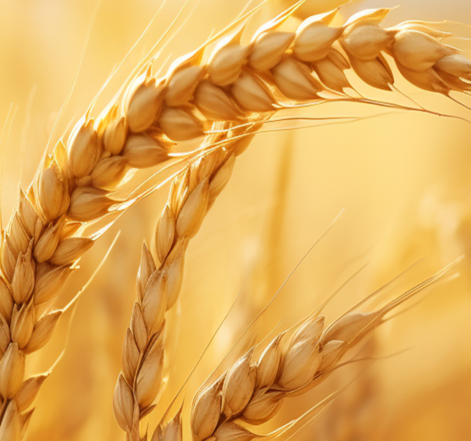 稻 米 选 种 稻 米 选 种