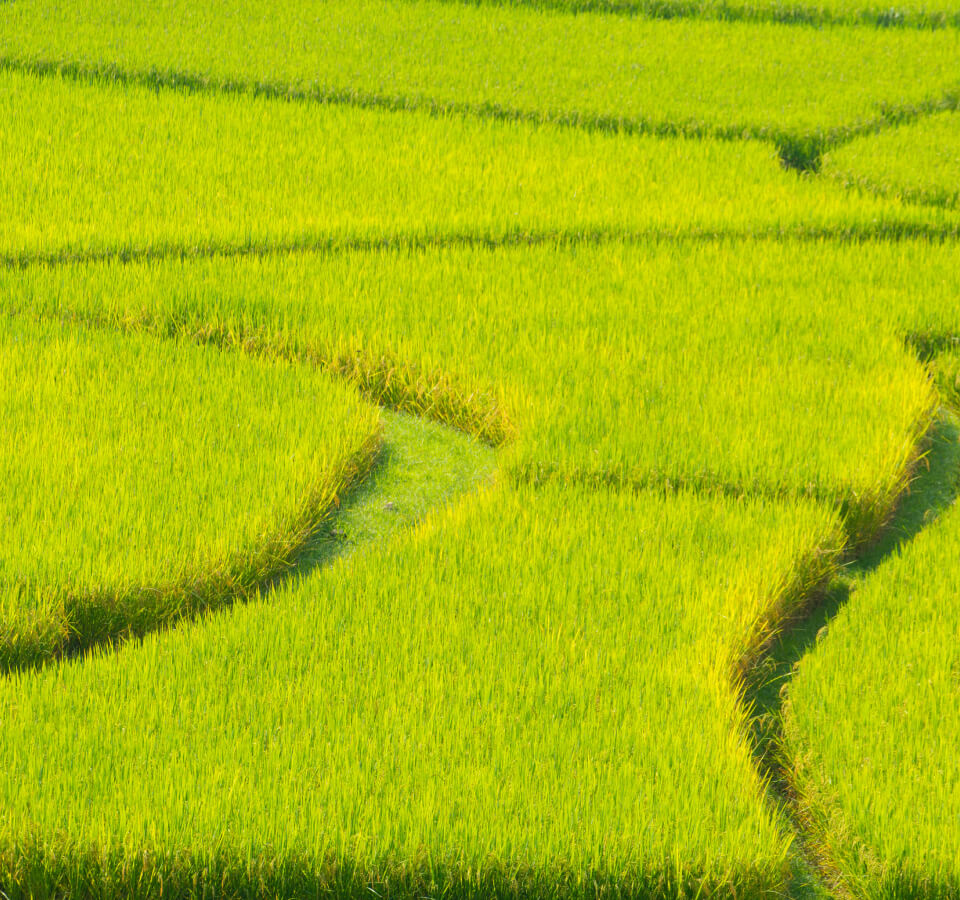 一 年 一 季 一 年 一 季